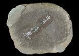 Unidentified Fossil Shrimp (Pos/Neg) - Mazon Creek #70623-3